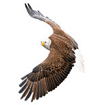 Cybersecurity & Data Privacy-1